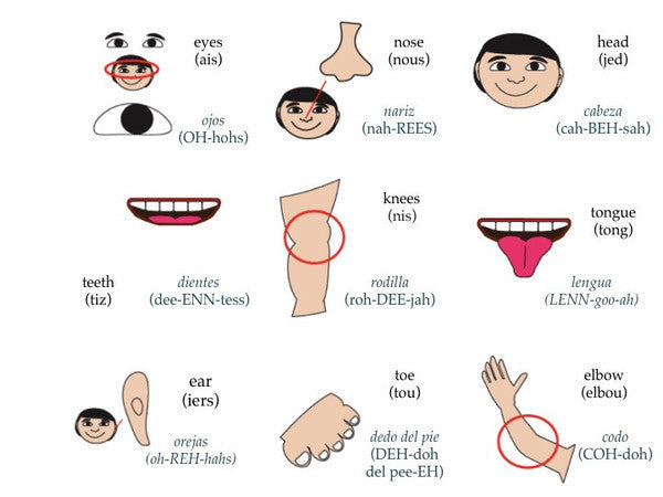 learn-body-parts-with-english-spanish-flashcards
