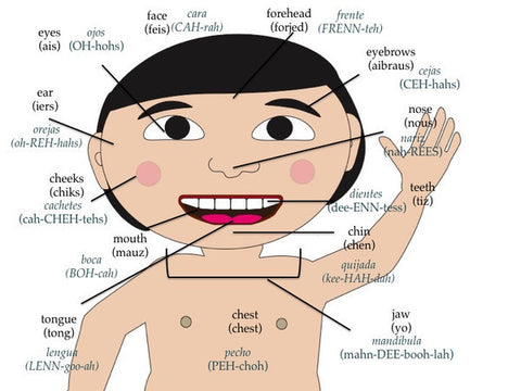 teach-your-child-body-parts-with-bilingual-flashcards
